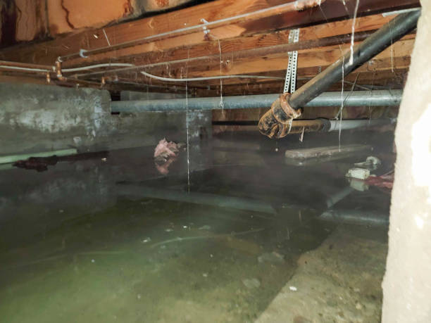 Best Professional water damage repair  in Terrell Hills, TX
